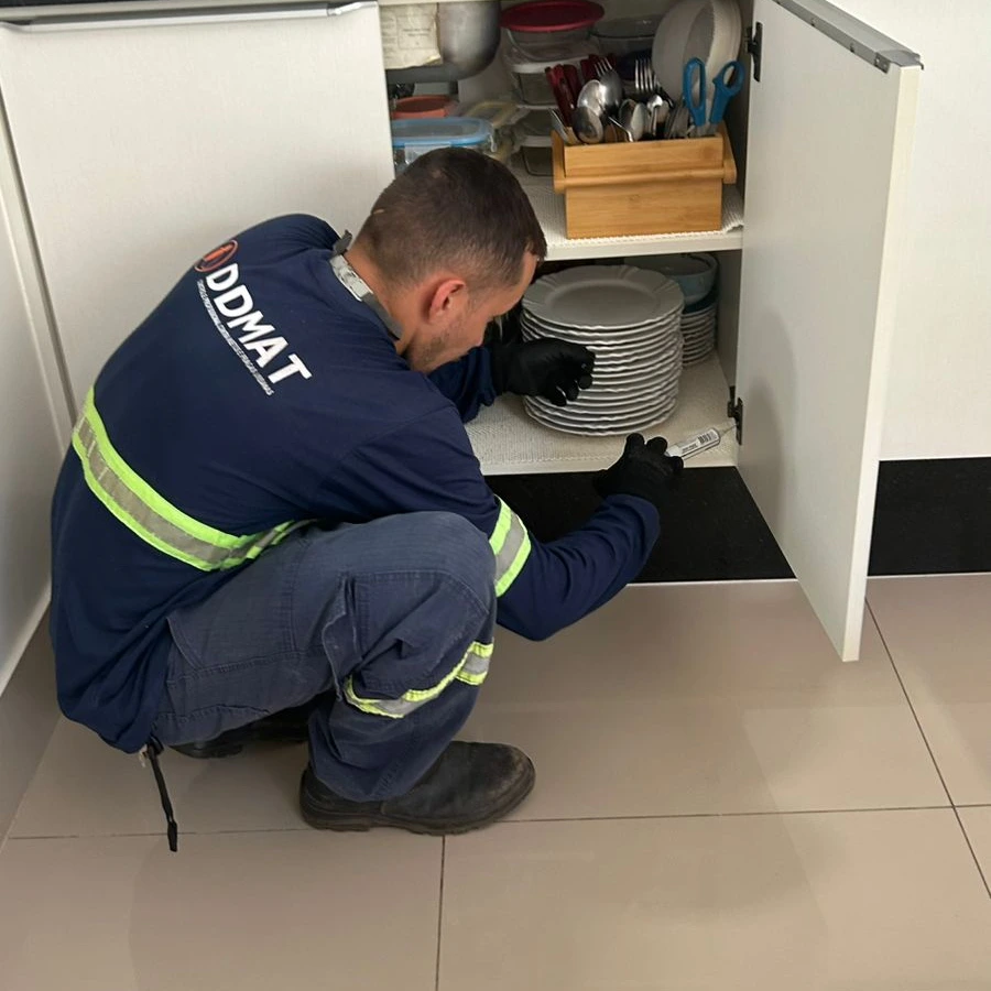 Dedetização de cupim em Cuiabá